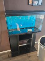 Aqualantis aquadream 80 met meubel, Dieren en Toebehoren, Vissen | Aquaria en Toebehoren, Ophalen, Gebruikt, Leeg aquarium