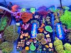 Felgekleurde koralen stekken uit eigen kweek, Dieren en Toebehoren, Vissen | Aquaria en Toebehoren, Ophalen, Nieuw, Gevuld zeewateraquarium