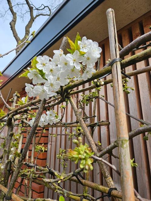 5 x Mooie kersen leibomen, dikke stammen, volwassen bomen, Tuin en Terras, Planten | Bomen, Leiboom, Ophalen of Verzenden