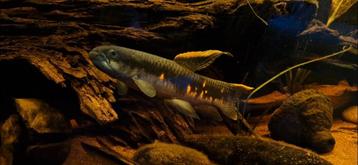 Prachtige erythrinus. Wolfsvis beschikbaar voor biedingen