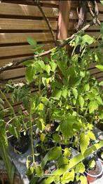Moestuin gele cherry tomaat, Tuin en Terras, Planten | Tuinplanten, Ophalen