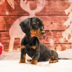 Leuke dwerg teckel pups, Dieren en Toebehoren, Honden | Teckels en Dashonden, CDV (hondenziekte), 8 tot 15 weken, Korthaar, Dwerg
