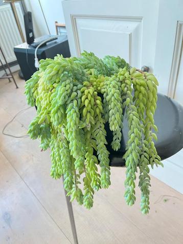 sedum morganianum (ezelstaart) beschikbaar voor biedingen