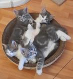 Halve ragdoll kittens met vleugje bengaal, Dieren en Toebehoren, Katten en Kittens | Raskatten | Langhaar, Meerdere dieren, Gechipt