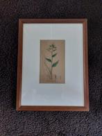 Handgekleurde kopergravure hesperis matronalis 1838., Ophalen of Verzenden