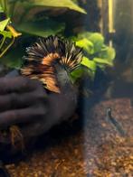Copper yellow halfmoon betta, Dieren en Toebehoren, Vissen | Aquariumvissen, Vis