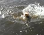 Deel 2) Dubbele Magnum Variegated Dragon Tail snoekstreamers, Watersport en Boten, Hengelsport | Roofvissen, Ophalen of Verzenden