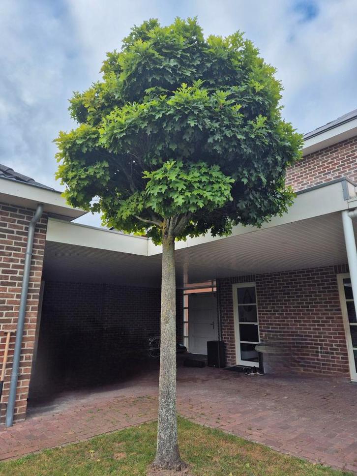 Amerikaanse eik (2 stuks), Tuin en Terras, Planten | Bomen, Overige soorten, 250 tot 400 cm, Bloeit niet, Ophalen