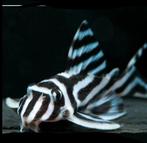 Gezocht een vrouwtje L046, Dieren en Toebehoren, Vissen | Aquariumvissen, Vis