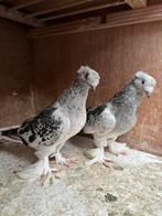 Takla, Dieren en Toebehoren, Vogels | Duiven, Tuimelaar of Roller