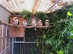 Kookaburra, Meerdere dieren, Geringd