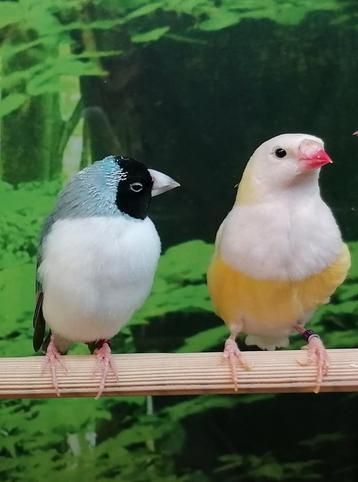 Gezocht volière en tropische vogels.  beschikbaar voor biedingen