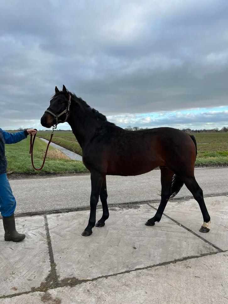 2,5 jarige hengst Cohinoor x Up To Date x I’m Special de Muz, Dieren en Toebehoren, Paarden, Hengst, Onbeleerd, 0 tot 2 jaar, Springpaard