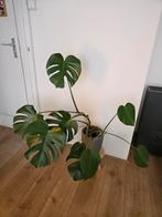 Monstera plant, Huis en Inrichting, Kamerplanten, Ophalen, Halfschaduw, 100 tot 150 cm