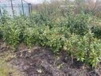Laurierstruik te koop, Tuin en Terras, Planten | Struiken en Hagen, Ophalen, Laurier, Haag, 100 tot 250 cm