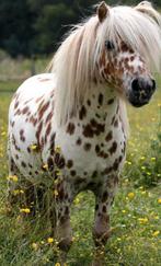 Gezocht Shetland ponys/Shetlanders gezocht, Dieren en Toebehoren, Stalling en Weidegang