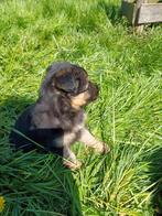 schitterende pups kruising Border Collie Oud Duitse Herder, Dieren en Toebehoren, 8 tot 15 weken, Collie, Meerdere, Meerdere dieren