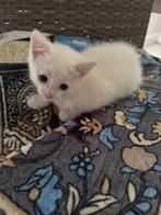 Kittens te koop van een kort haar kat en Angora poes, Dieren en Toebehoren, Katten en Kittens | Raskatten | Langhaar