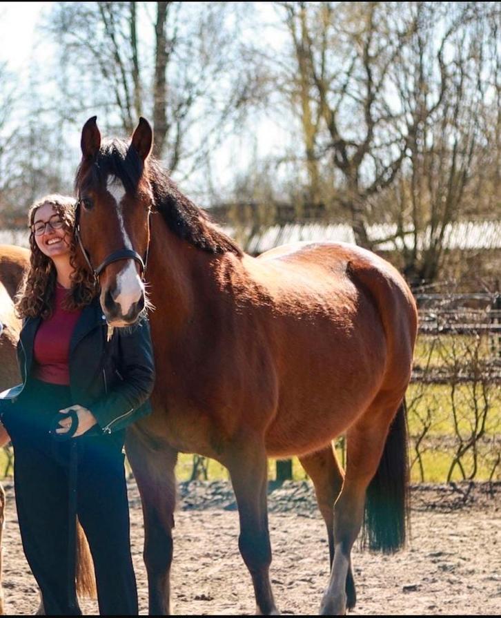 Kwpn Ruin inclusief spullen, Dieren en Toebehoren, Paarden, Ruin, B, 160 tot 165 cm, 11 jaar of ouder, Recreatiepaard, Ontwormd