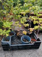 Tayberry en 1 doornloze braam, Tuin en Terras, Ophalen of Verzenden, Zomer, Volle zon