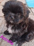 Shiranian (shih tzu x pomeriaan) pup teefje MAG NEST VERLATE, Dieren en Toebehoren, Overige rassen, 8 tot 15 weken, Teef, Eén hond