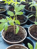 Tomaten planten tomatenplanten, Tuin en Terras, Planten | Tuinplanten, Zomer, Ophalen, Groenteplanten, Eenjarig
