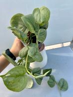 Scindapsus Silver Hero - Zilveren Pothos, Overige soorten, In pot, Minder dan 100 cm, Groene kamerplant
