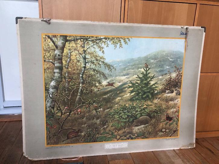 schoolplaat "In het duin", Antiek en Kunst, Antiek | Schoolplaten, Natuur en Biologie, Ophalen of Verzenden