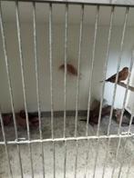 6 koppels zilverbekjes, Meerdere dieren, Tropenvogel