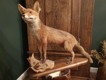Natuurgetrouwe opgezette vos. Uniek stuk taxidermie beschikbaar voor biedingen