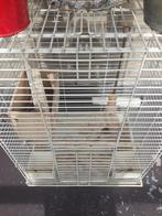 Vogelkooi groot voor valk parkieten, Ophalen of Verzenden, Gebruikt, Vogelkooi