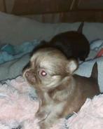 Langharig choco-tan chihuahua reutje., Dieren en Toebehoren, Honden | Chihuahua's en Gezelschapshonden, Reu, CDV (hondenziekte)