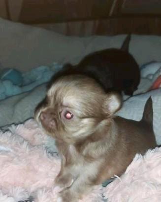 Langharig choco-tan chihuahua reutje., Dieren en Toebehoren, Honden | Chihuahua's en Gezelschapshonden, Reu, Chihuahua, Particulier
