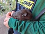 Cavia Zeugje, Dieren en Toebehoren, Knaagdieren, Cavia, Juli, Vrouwelijk, Tam
