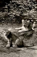 Arnhem Burgers Dierentuin # 1891, Verzamelen, Ansichtkaarten | Nederland, Verzenden, Voor 1920, Ongelopen, Gelderland