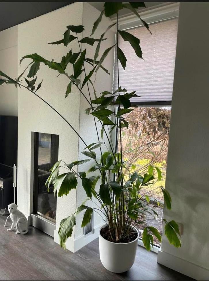 Grote Vissenstaart Palm met Pot - 185cm, Huis en Inrichting, Kamerplanten, Palm, 150 tot 200 cm, Groene kamerplant, In pot, Ophalen
