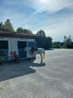 Nog 1 plekje beschikbaar voor oudere sociale ruin, Dieren en Toebehoren, Stalling en Weidegang, Weidegang, 1 paard of pony