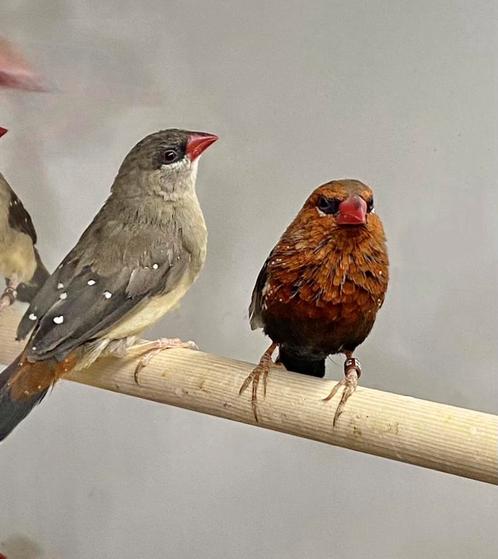 Tijgervink, Dieren en Toebehoren, Vogels | Overige Vogels, Tropenvogel, Mannelijk