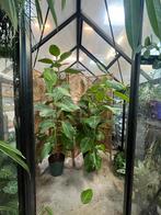 Ficus Benghalensis XL (180cm), Ophalen, Ficus, Halfschaduw, In pot