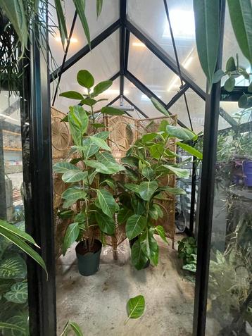 Ficus Benghalensis XL (180cm) beschikbaar voor biedingen