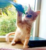 Prachtig beige crème Maine coon katertje, Dieren en Toebehoren, Kater, Ontwormd, 0 tot 2 jaar