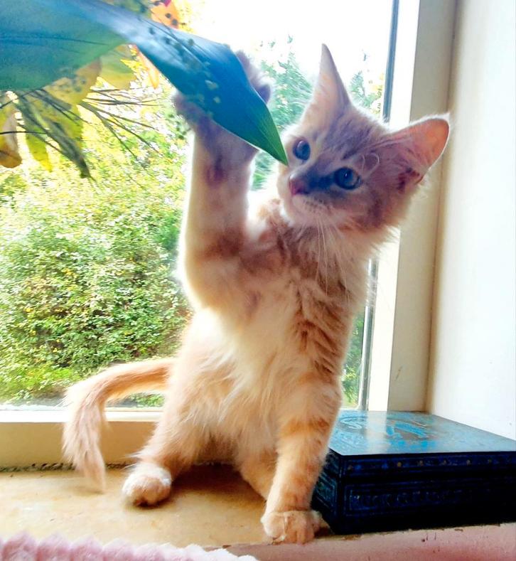 Prachtig beige crème Maine coon katertje, Dieren en Toebehoren, Katten en Kittens | Raskatten | Langhaar, Kater, 0 tot 2 jaar