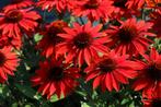 Echinacea purpurea sangrita zonnehoed, vaste plant,sierplant, Volle zon, Vaste plant, Zomer, Ophalen