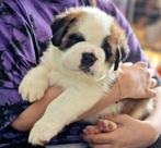 Sint bernard Prachtige puppy's FCI gecertificeerde kennel, Dieren en Toebehoren, Rabiës (hondsdolheid), Meerdere, Meerdere dieren