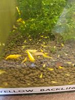 Neocardina Yellow Fire Neon Backline, Kreeft, Krab of Garnaal, Zoetwatervis, Schoolvis