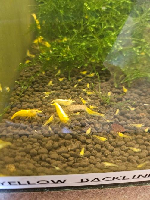 Neocardina Yellow Fire Neon Backline, Dieren en Toebehoren, Vissen | Aquariumvissen, Zoetwatervis, Kreeft, Krab of Garnaal, Schoolvis