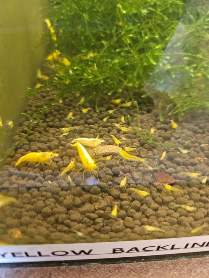 Neocardina Yellow Fire Neon Backline, Dieren en Toebehoren, Vissen | Aquariumvissen, Zoetwatervis, Kreeft, Krab of Garnaal, Schoolvis