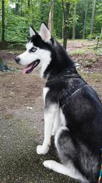Husky teef, Dieren en Toebehoren, 6 jaar of ouder, Rabiës (hondsdolheid), Teef, Poolhond
