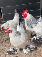 Sabelpootkriel broedeieren kleurslag Colombia €2,00 ps, Geslacht onbekend, Kip