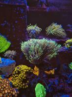 Torch koraal stekken - NY knicks ultra torch, Overige typen, Zoutwatervis